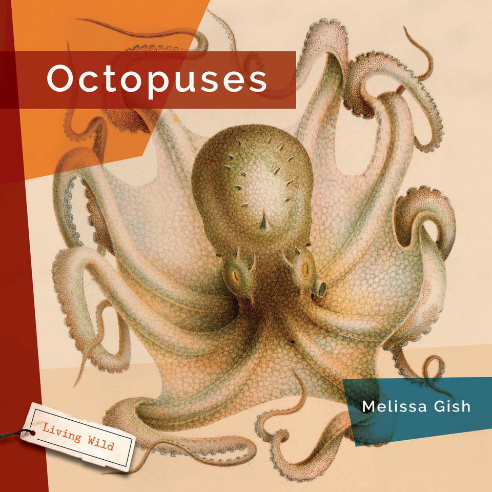 Octopuses book cover by Melissa Gish