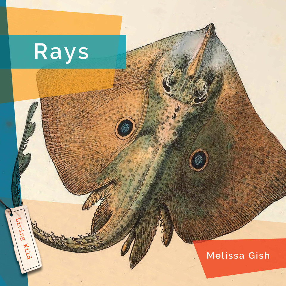 Rays book cover by Melissa Gish