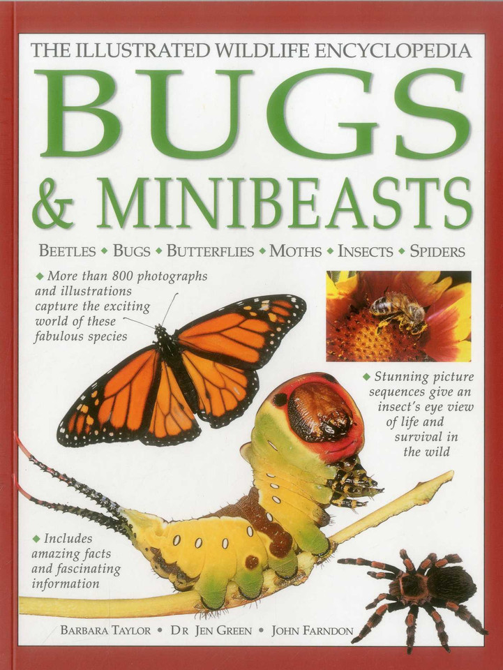 Illustrated Wildlife Encyclopedia: Bugs & Minibeasts: Beetles, Bugs, Butterflies, Moths, Insects, Spiders book cover by Barbara Taylor, Jen Green, John Farndon
