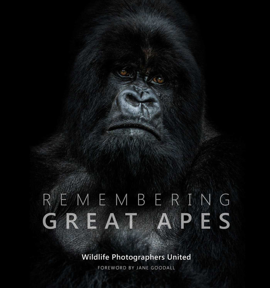 Remembering Great Apes (Remembering Wildlife) book cover by Margot Raggett