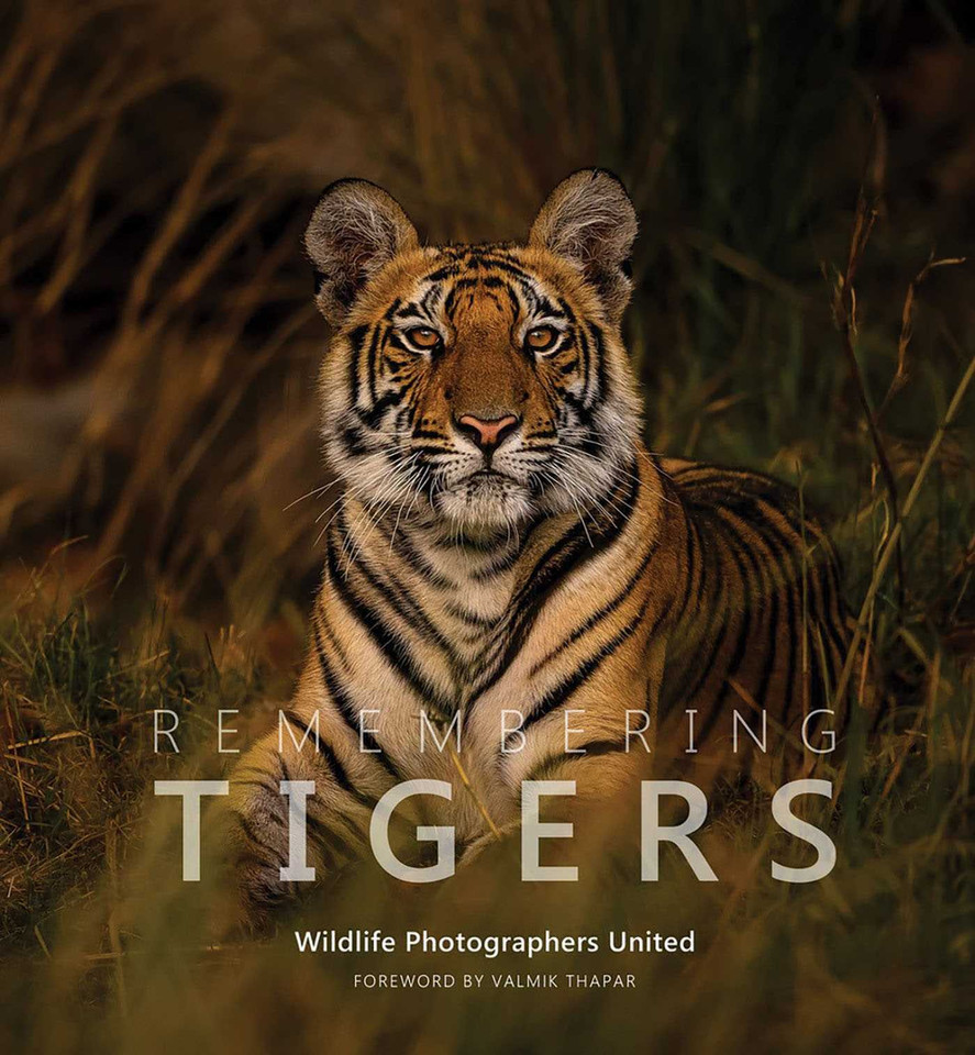 Remembering Tigers (Remembering Wildlife) book cover by Margot Raggett, Wildlife Photographers United