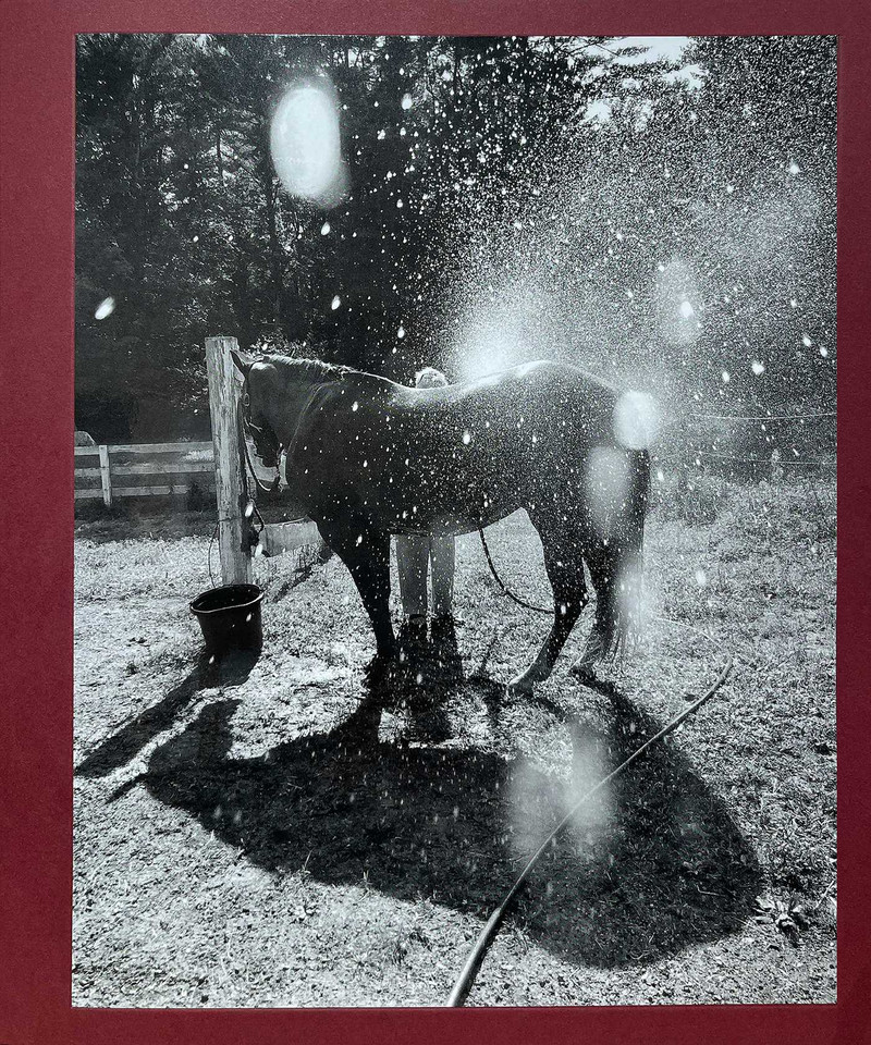 Calling the Birds Home book cover by Cheryle St. Onge