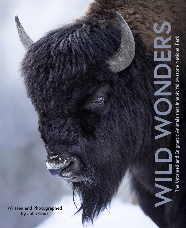 Wild Wonders: The Untamed and Enigmatic Animals that Inhabit Yellowstone National Park book cover by Julia Cook