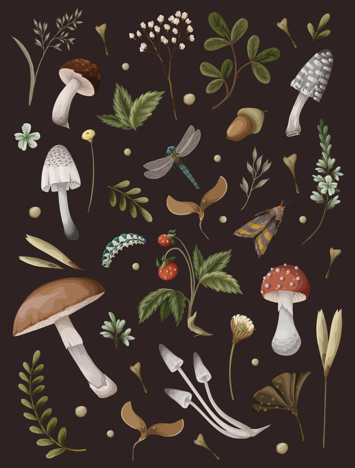 Mushroom Lined Journal book cover by Editors of Chartwell Books