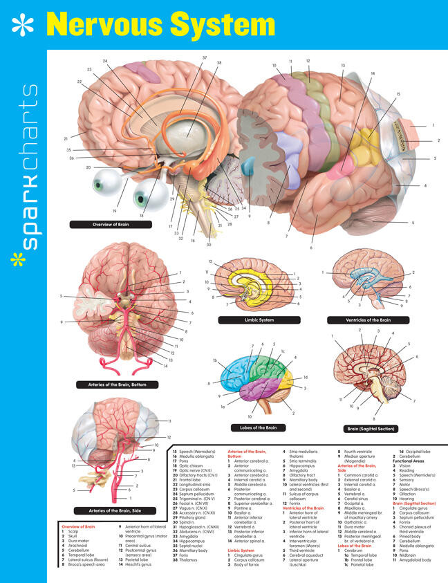 Nervous System SparkCharts (SparkCharts #46) book cover by SparkNotes