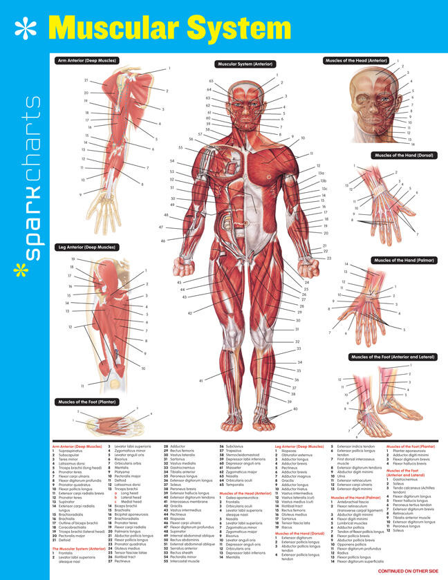 Muscular System SparkCharts (SparkCharts #44) book cover by SparkNotes
