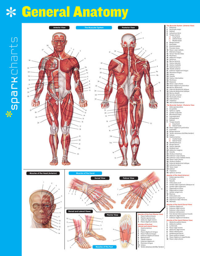 General Anatomy SparkCharts (SparkCharts #24) book cover by SparkNotes