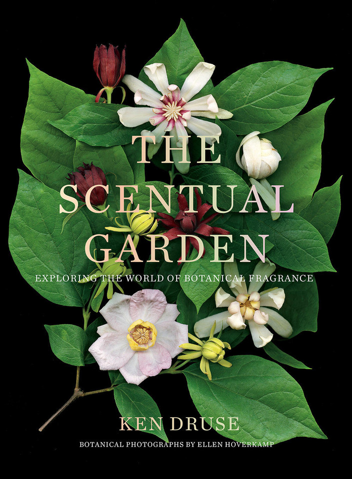 The Scentual Garden: Exploring the World of Botanical Fragrance book cover by Ken Druse