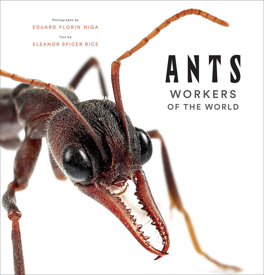 Ants: Workers of the World book cover by Eleanor Spicer Rice