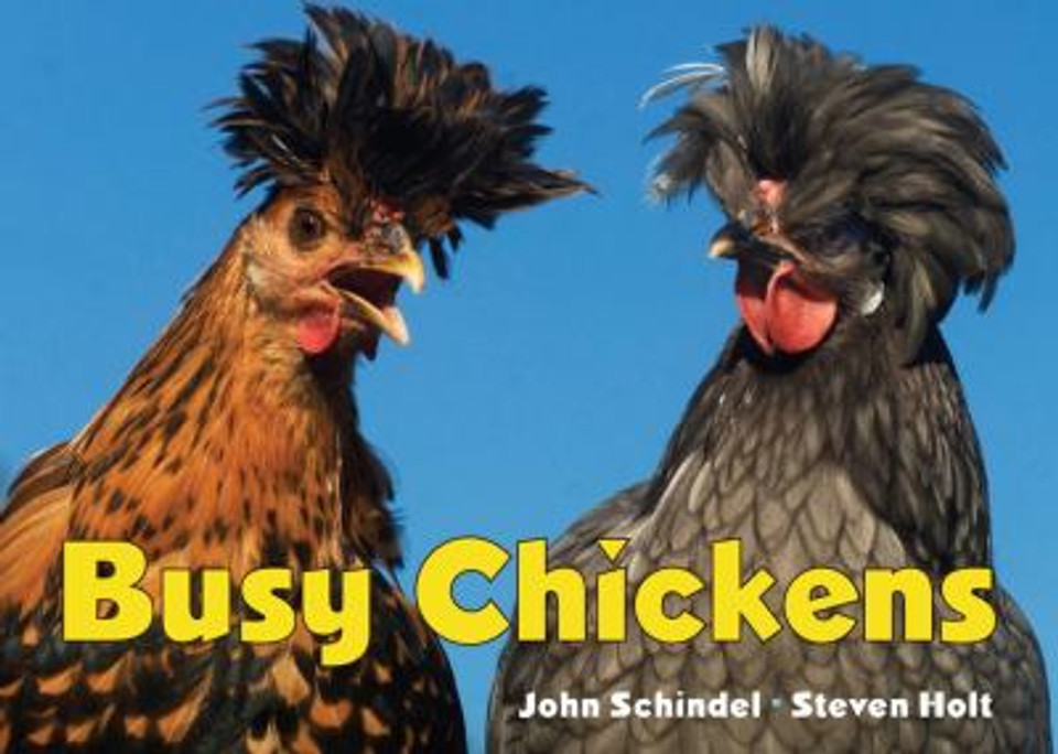 Busy Chickens Cover