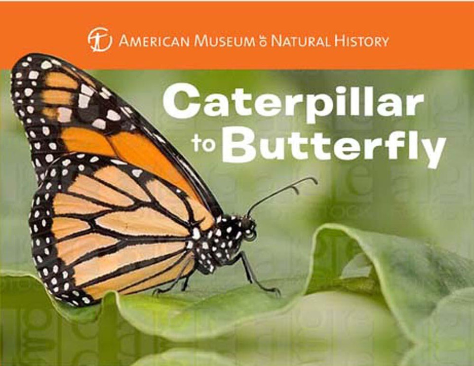 Caterpillar to Butterfly (Science for Toddlers) book cover by American Museum of Natural History, Melissa Stewart