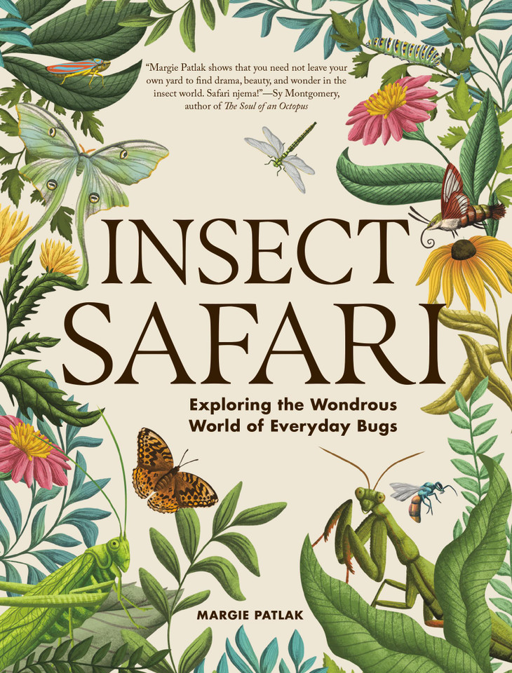 Insect Safari: Exploring the Wondrous World of Everyday Bugs book cover by Margie Patlak