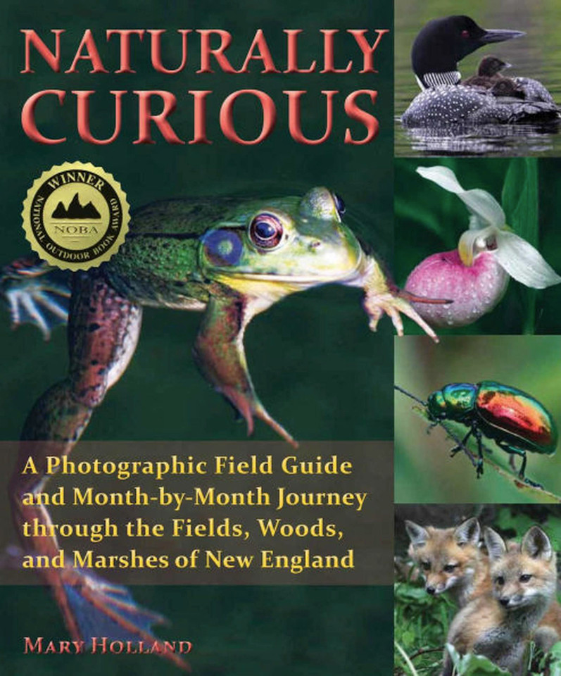 Naturally Curious book cover by Mary Holland