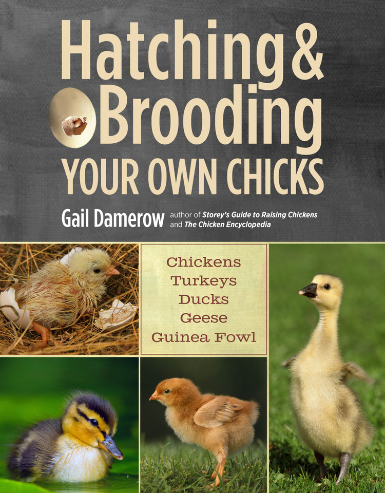 Hatching & Brooding Your Own Chicks: Chickens, Turkeys, Ducks, Geese, Guinea Fowl book cover by Gail Damerow