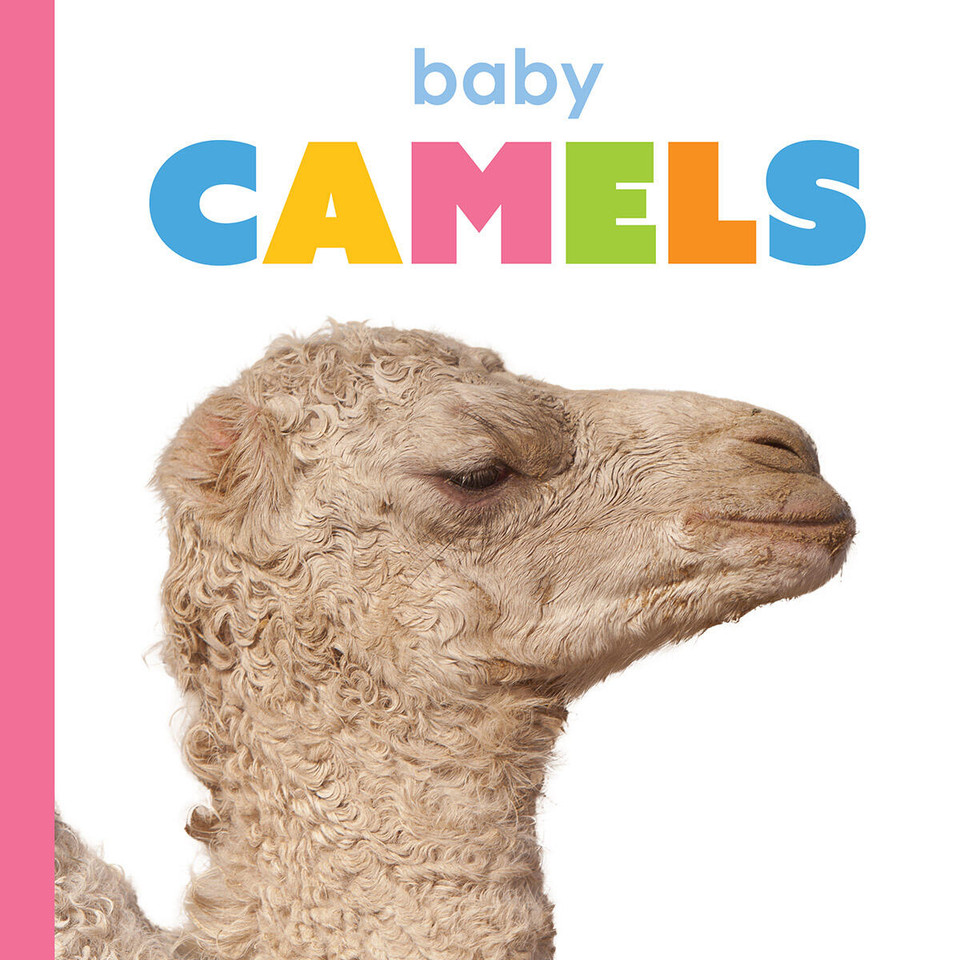 Baby Camels (Starting Out) book cover by Kim Thompson