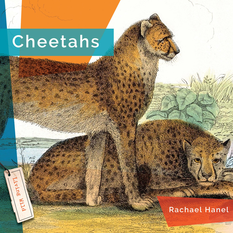 Cheetahs book cover by Rachael Hanel