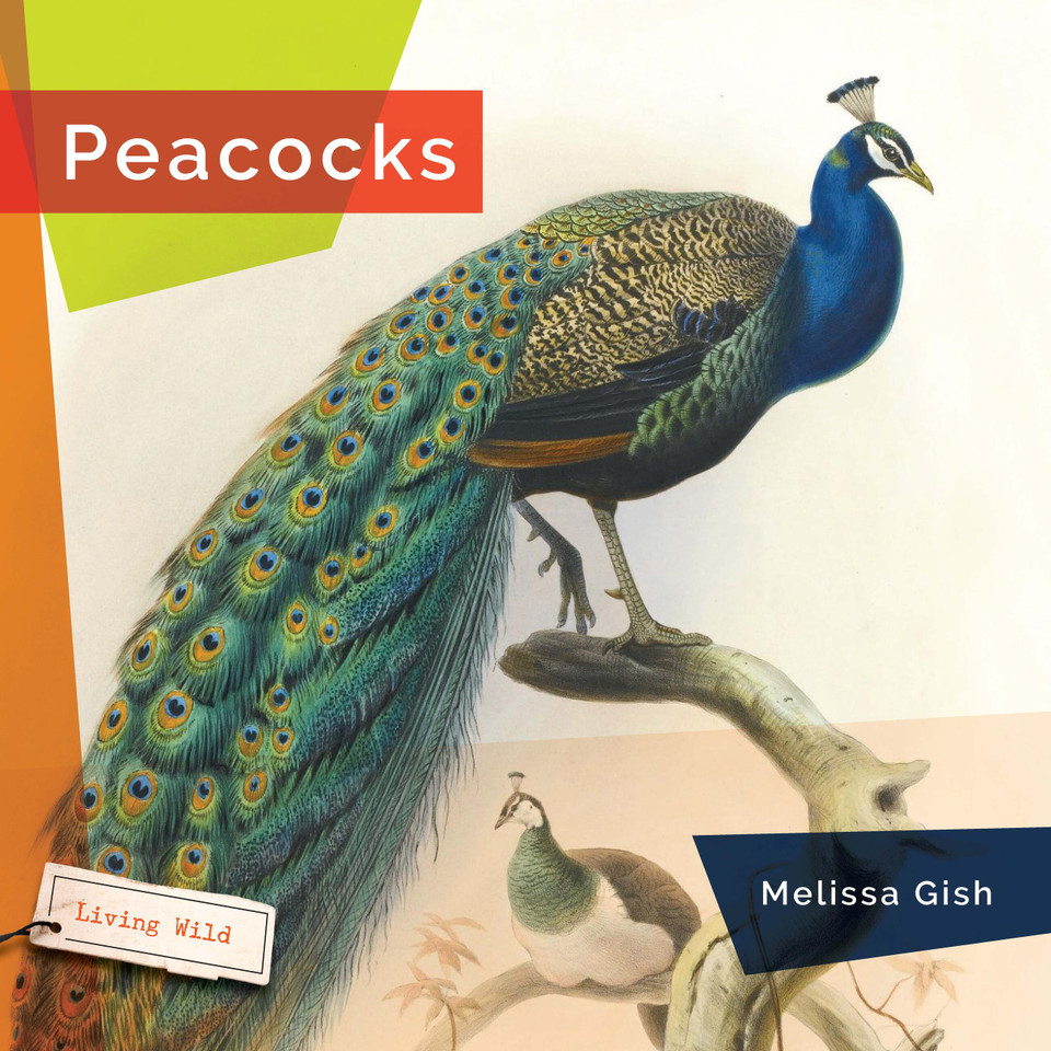 Peacocks book cover by Melissa Gish