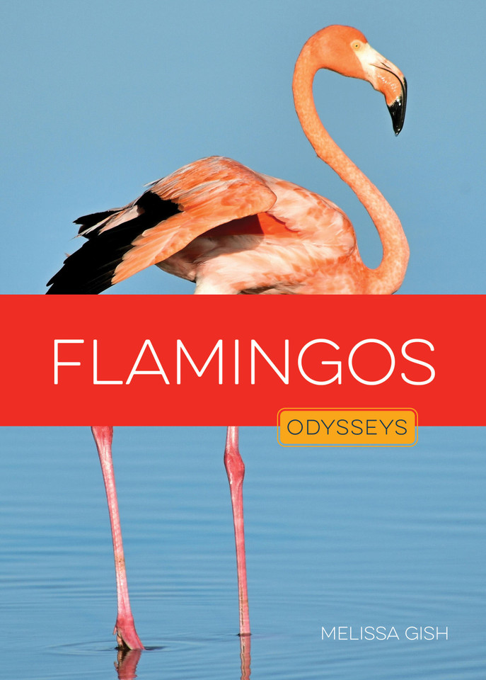 Flamingos book cover by Melissa Gish