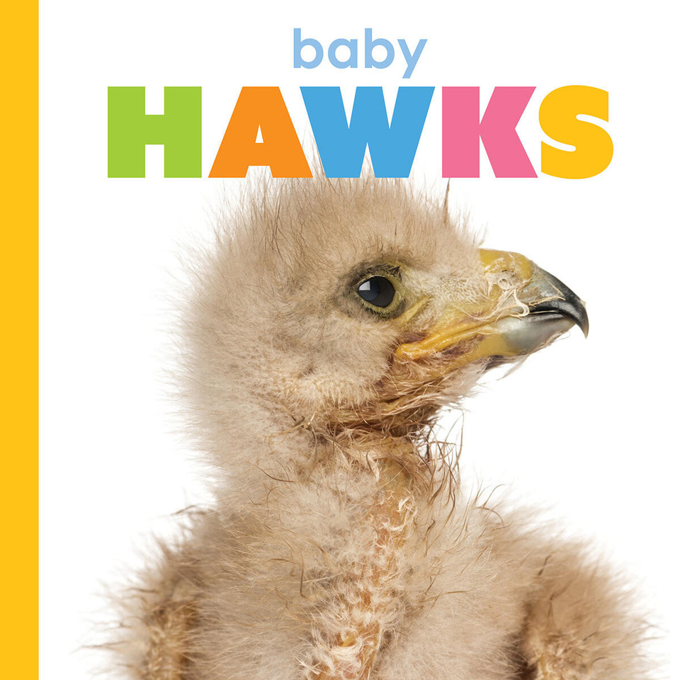 Baby Hawks (Starting Out) book cover by Meg Greve