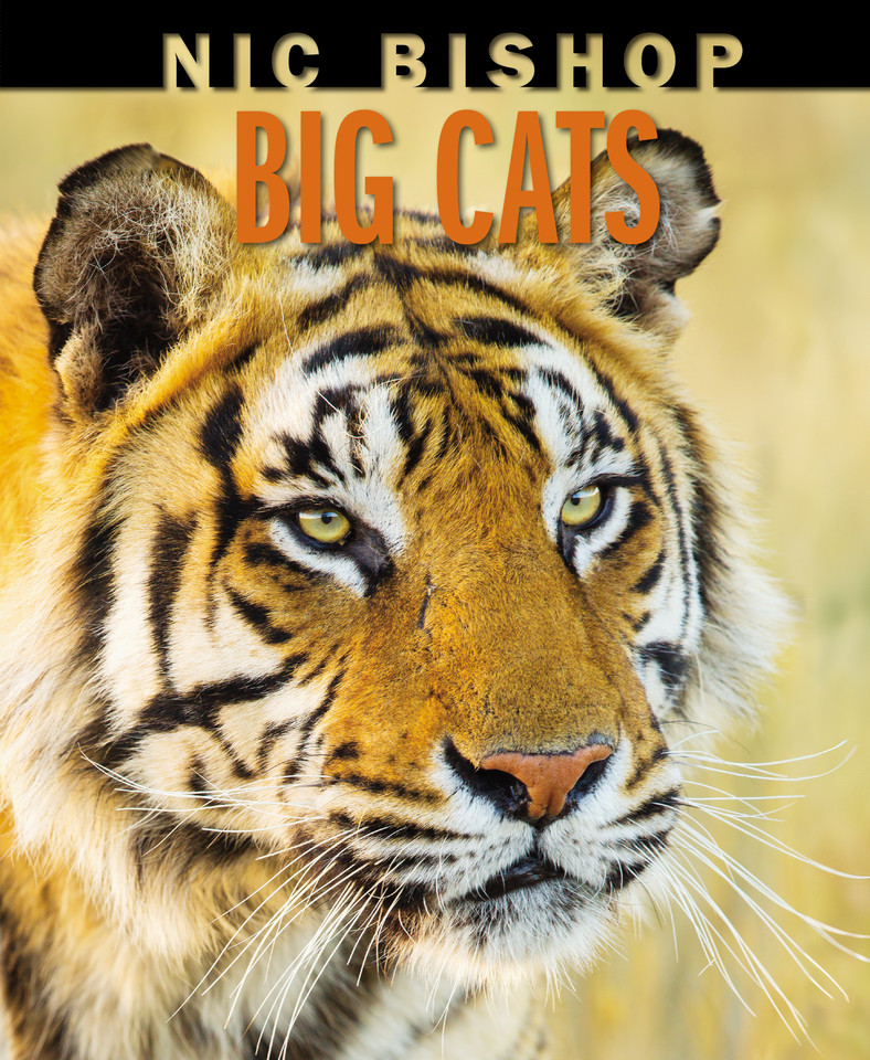 Nic Bishop Big Cats book cover by Nic Bishop