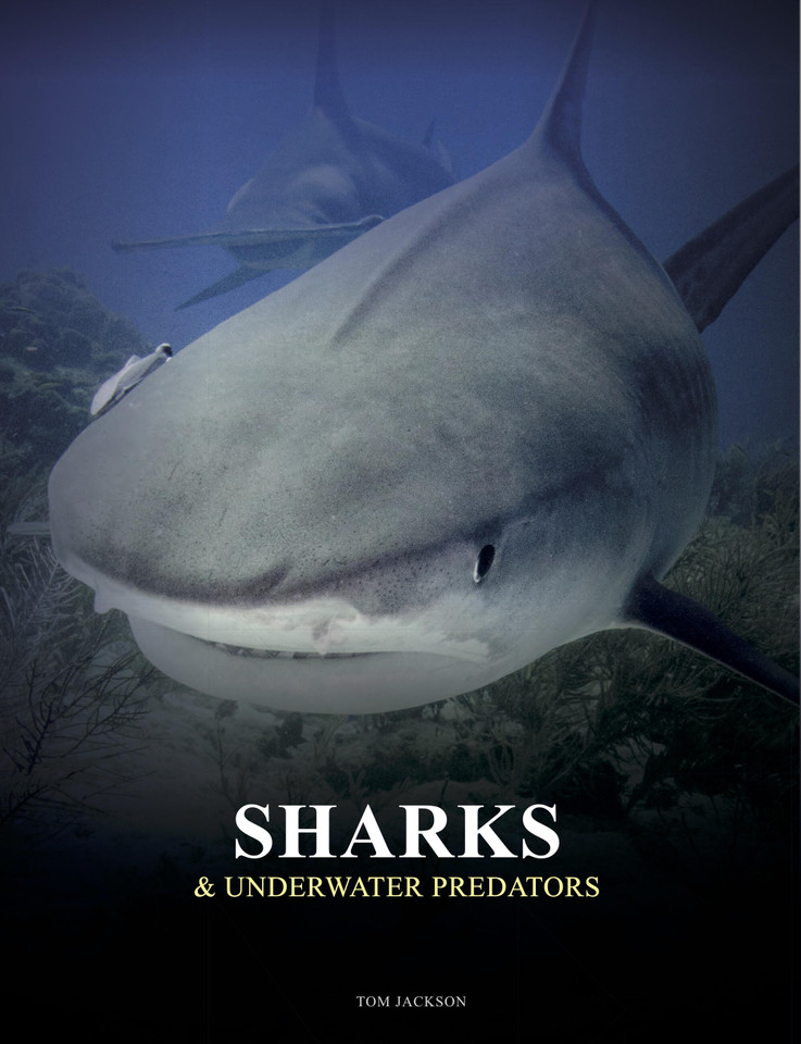 Sharks and Underwater Predators (Animals in Photographs) book cover by Tom Jackson