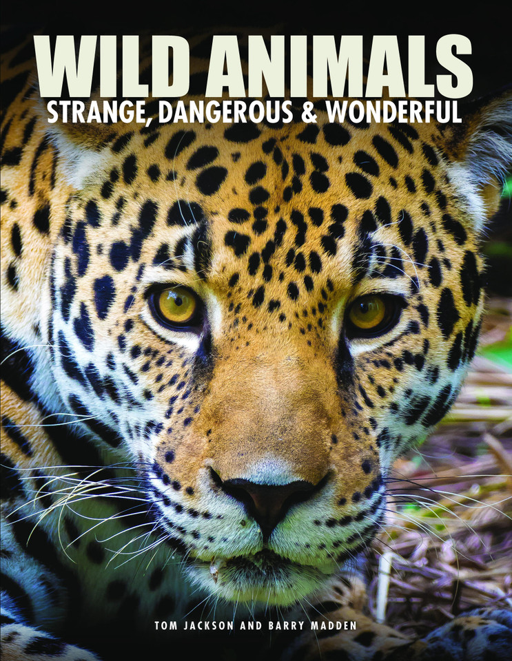 Wild Animals: Strange, Dangerous & Wonderful (Encyclopedias) book cover by Tom Jackson, Barry Madden