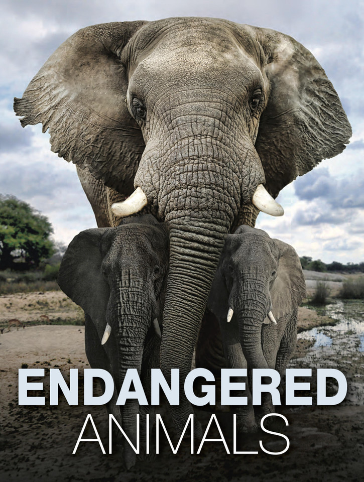 Endangered Animals (Animals in Photographs) book cover by Tom Jackson