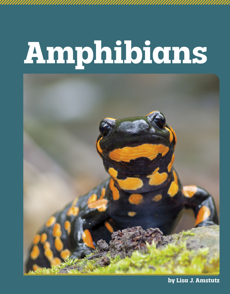 Amphibians (All About Animal Classification) book cover by Lisa J. Amstutz
