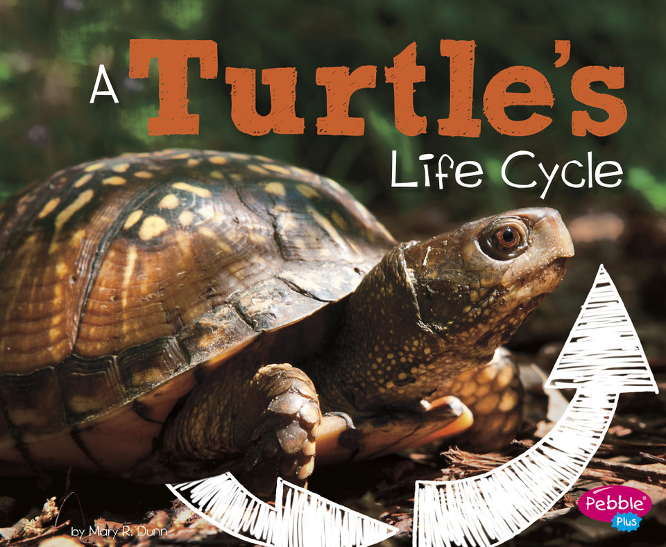 A Turtle's Life Cycle (Explore Life Cycles) book cover by Mary R. Dunn