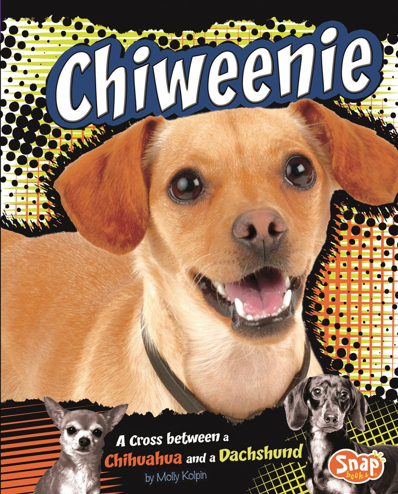 Chiweenie: A Cross Between a Chihuahua and a Dachshund (Designer Dogs) book cover by Molly Kolpin