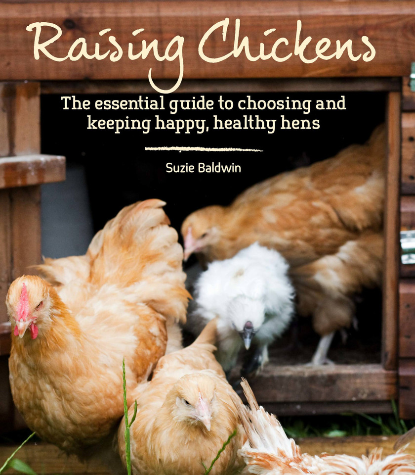 Raising Chickens: The Essential Guide to Choosing and Keeping Happy, Healthy Hens book cover by Suzie Baldwin