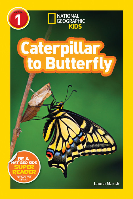 caterpillar to butterfly