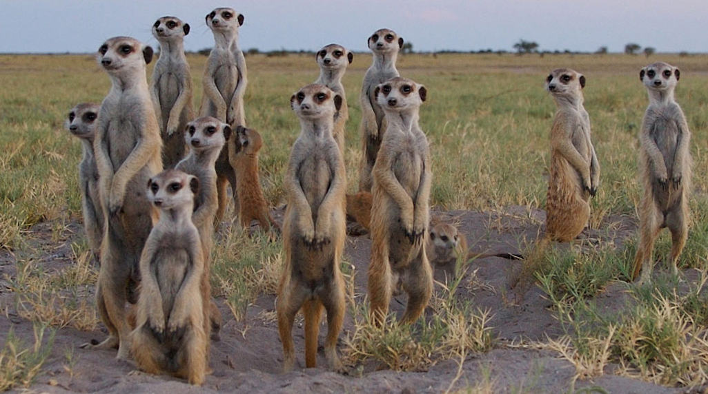 Meerkats (2)