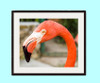 KCS FINE ART PHOTOGRAPHY: Framed  "Flamingo in Tropical Paradise " Wall Art Print