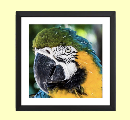 KCS FINE ART PHOTOGRAPHY: Parrot in Tropical Paradise Wall Art Print - Framed KCS FINE ART PHOTOGRAPHY: Parrot in Tropical Paradise Wall Art Print - Framed