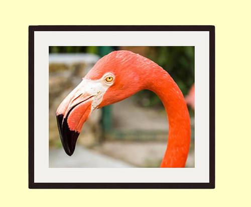 KCS FINE ART PHOTOGRAPHY: Framed  "Flamingo in Tropical Paradise " Wall Art Print KCS FINE ART PHOTOGRAPHY: Framed  "Flamingo in Tropical Paradise " Wall Art Print