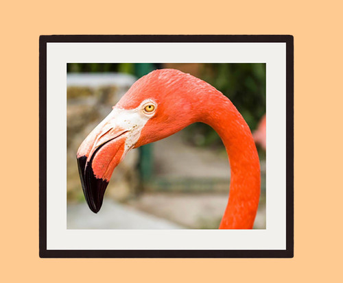 KCS FINE ART PHOTOGRAPHY: Framed  "Flamingo in Tropical Paradise " Wall Art Print KCS FINE ART PHOTOGRAPHY: Framed  "Flamingo in Tropical Paradise " Wall Art Print