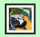 KCS FINE ART PHOTOGRAPHY: Parrot in Tropical Paradise Wall Art Print - Framed