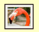 KCS FINE ART PHOTOGRAPHY: Framed  "Flamingo in Tropical Paradise " Wall Art Print