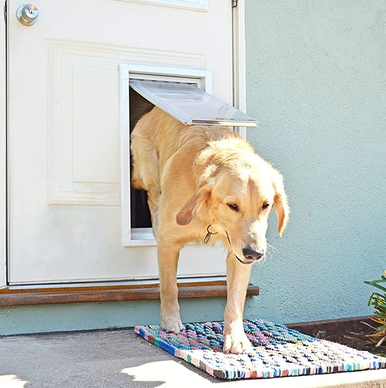 Golden Retriever Using Endura Flap Dog Door installed into a wall