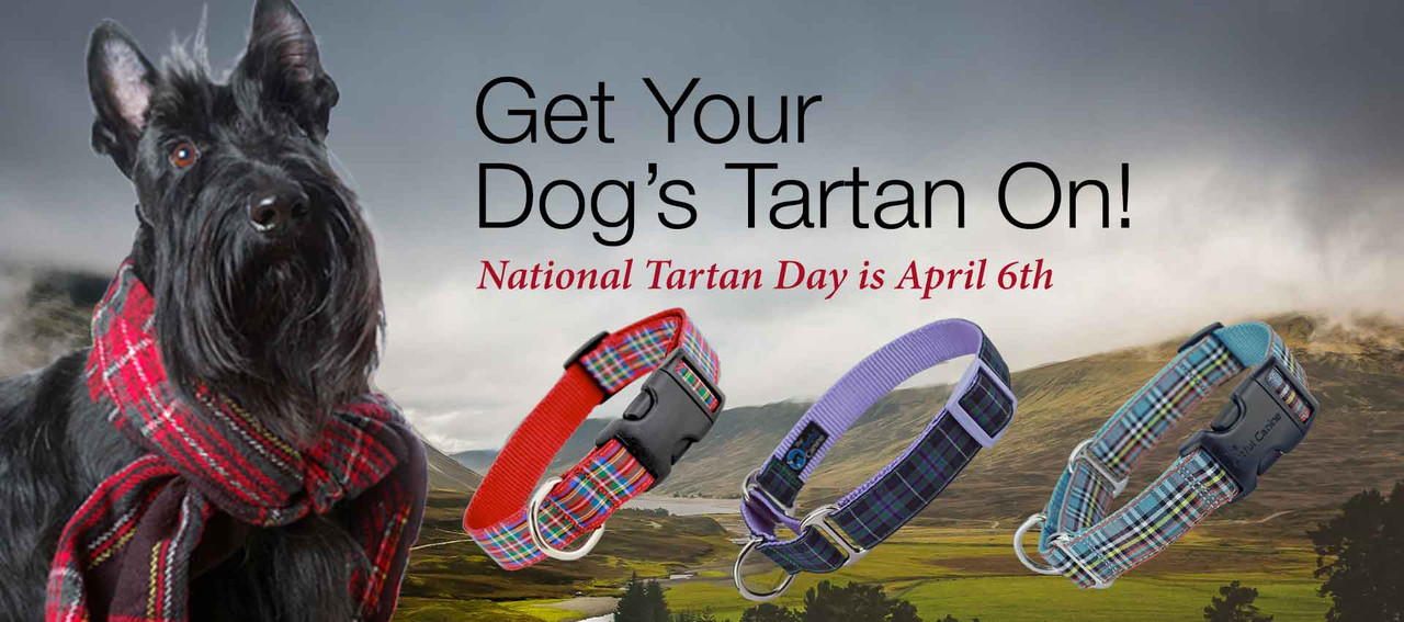tartan dog collars