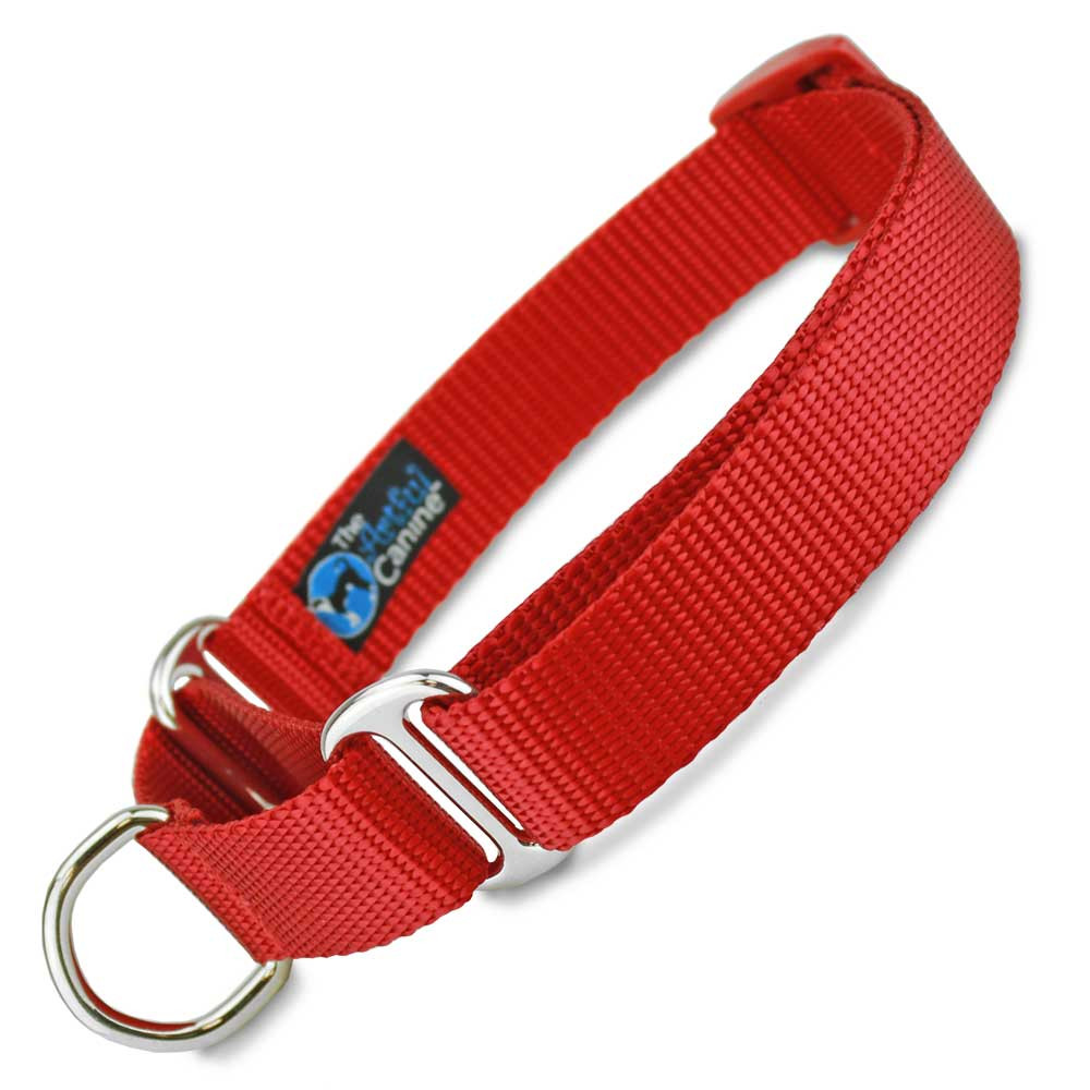 red dog collar and leash