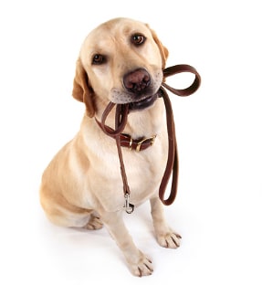 Dog Collar and Leash Care