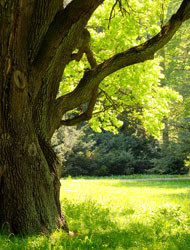 Introduce Your Child to the Great Outdoors: Nature Walks 102