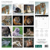 BIG WILD CATS - 12 x 12 WALL CALENDAR