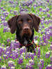 DOGS - 6 x 8 DESK CALENDAR