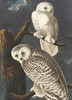 Snowy Owl - 12 Cds/Env Museum Christmas Bx | Christmas & Holiday Greeting Card | Nelson Line Studio