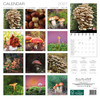 MUSHROOMS 12 x 12 ALLALUNA CALENDAR
