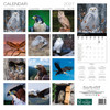 RAPTORS 12 x 12 ALLALUNA CALENDAR