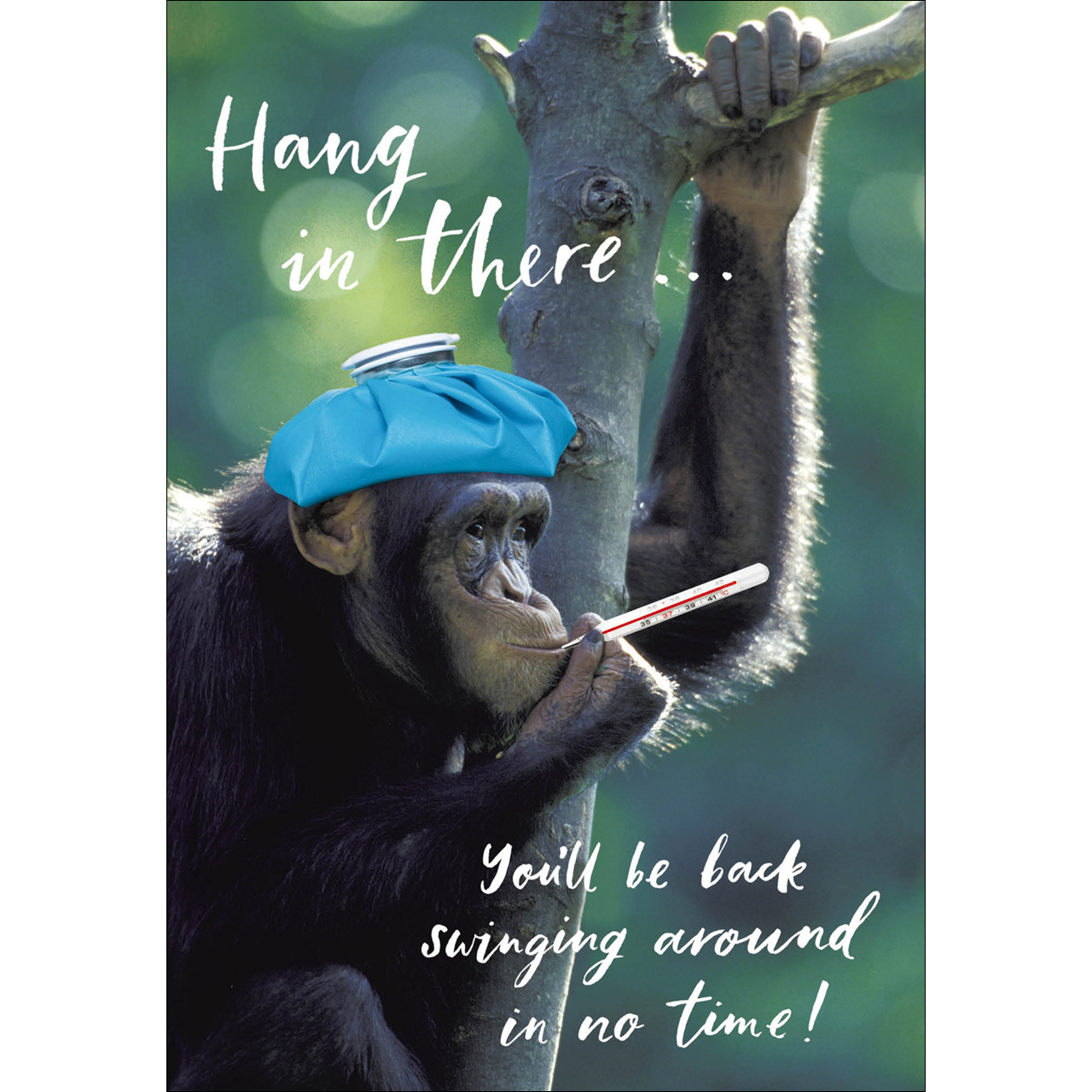 Funny Monkey Ape Chimp Memes with Funny Sayings Poster